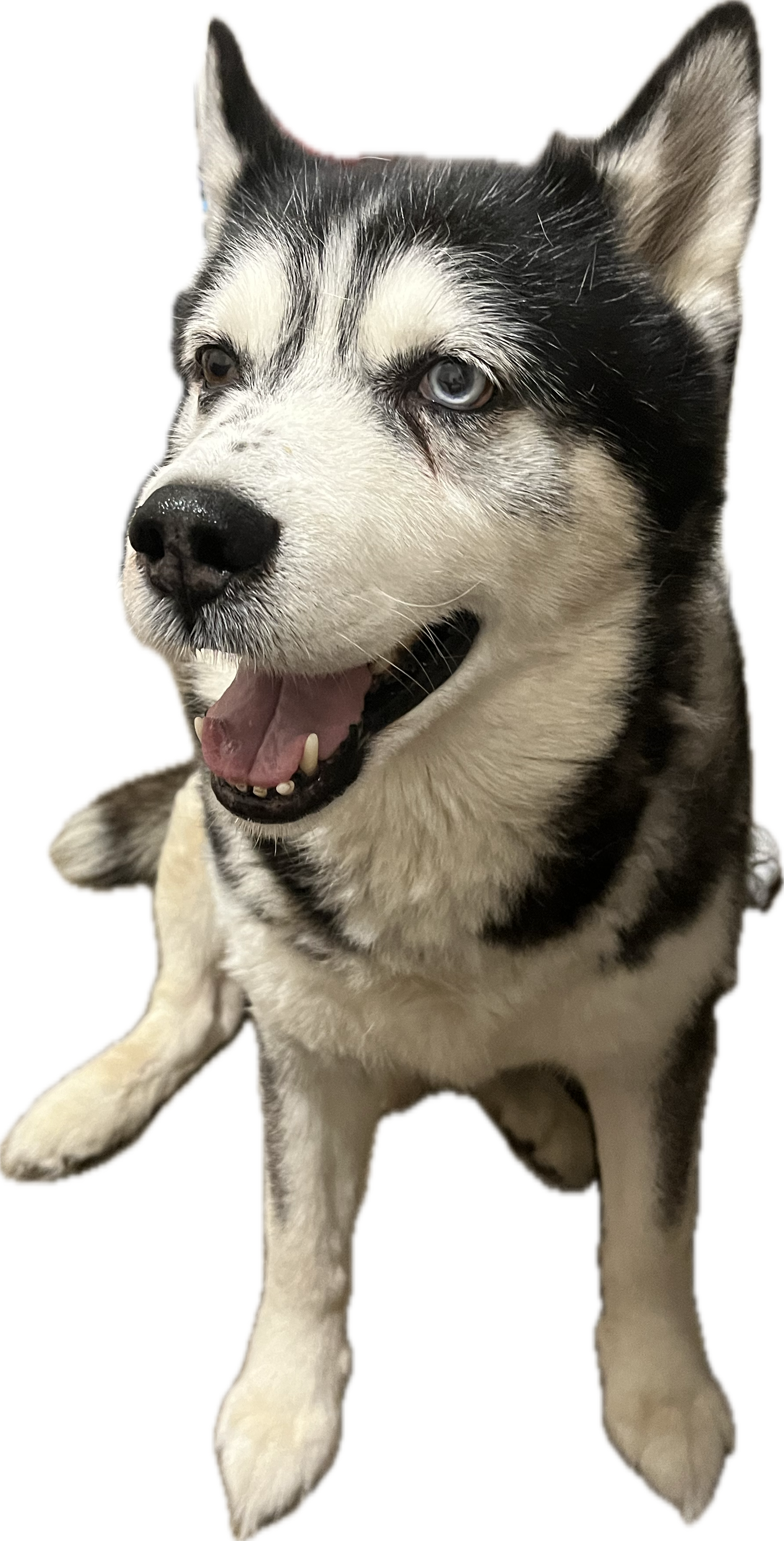 a picture of a dog